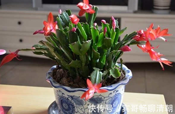 怎么让花期中的蟹爪兰接连开花满足“3要素”开不停