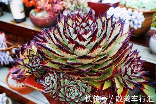 老手都抢着养的多肉,不徒长容易出状态,养在阳台超美的