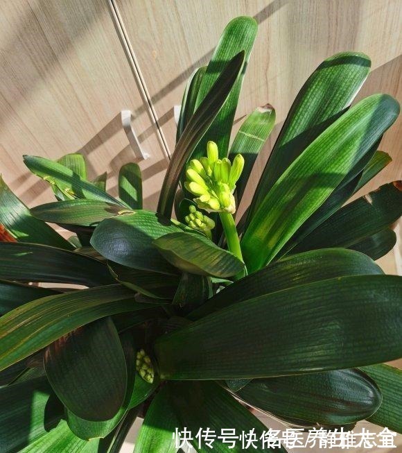 玉米棒|王叔养的君子兰，“壮如牛”，原来用了“老3样”，花大色艳！