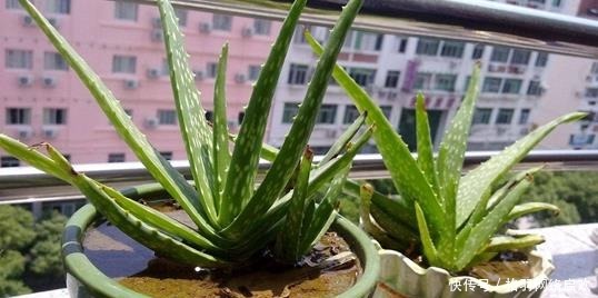 5种适合“散养”的花草,盆栽上几盆,不用费心管理,好养又省心