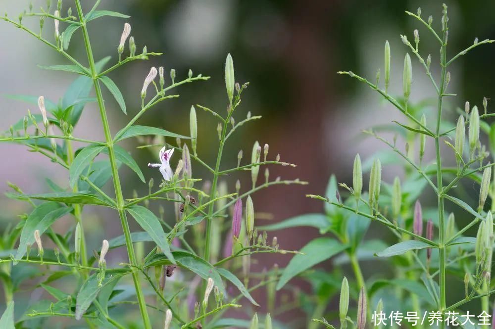 农村8种草，是“下火”药草，现在越挖越少
