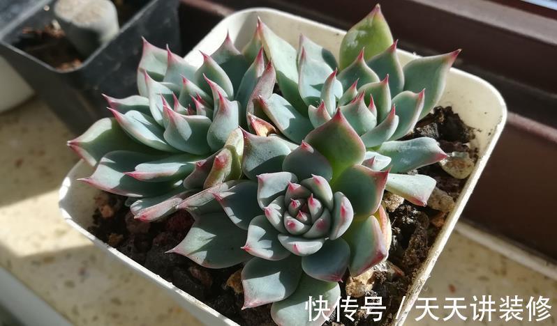 浇灌|立秋后，不要马上给多肉多浇水，多注意这几点，不空盆