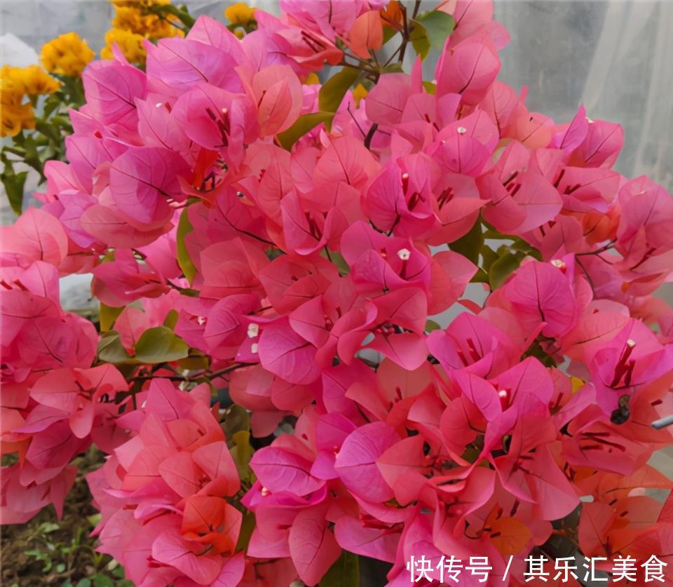 冬天养三角梅,3个小动作,年年开花,不愁没花赏