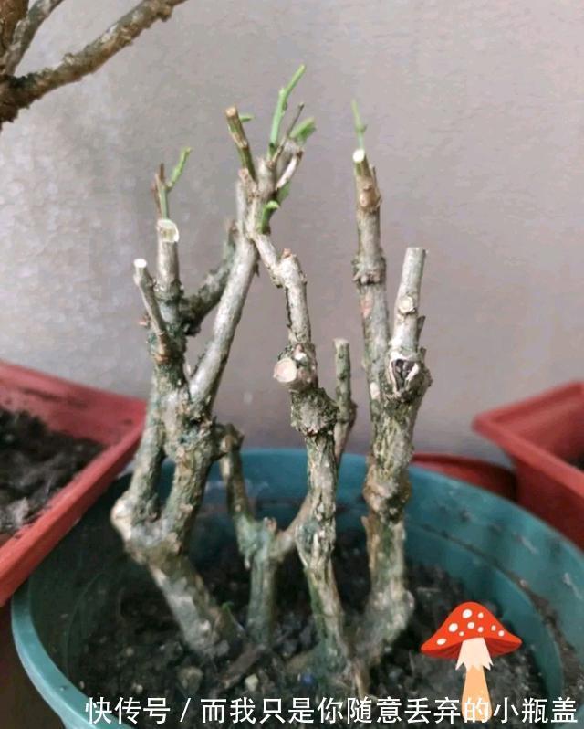 淘汰的茉莉花老桩不要丢，茉莉花老桩3个月的蜕变，光头变帅哥