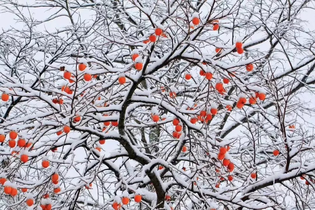 昆嵛山|一场冬雪后，昆嵛山竟变成这样……