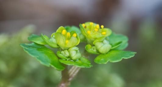 草药|路边碰见“猫眼草”,一定要拔回家,在医院却是珍贵名草药