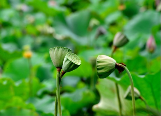 肾脏健康|男性常吃3种“零食”,可能“肾功能”更强大,可惜大多人不爱吃