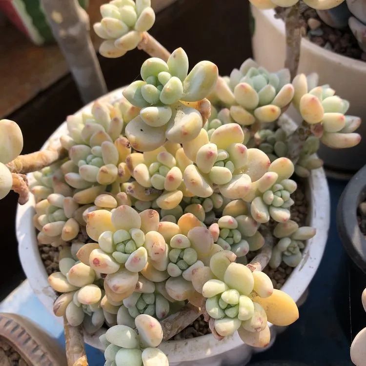 多肉小白三年励志对比养自己的花,爱自己的宇宙!