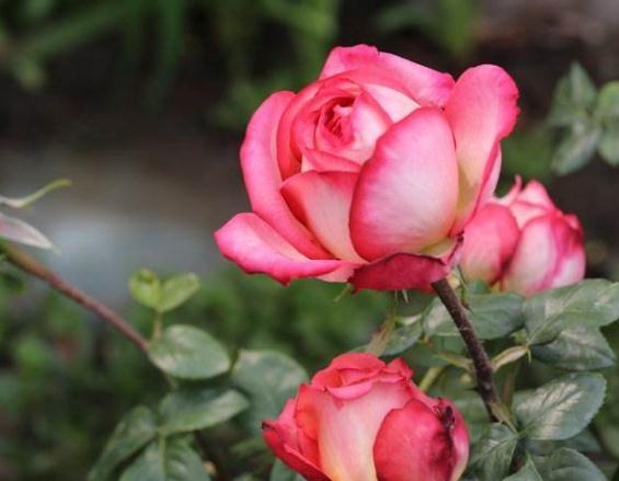 月季养家中,“一点”不能忘,花苞一冒几十朵,花开数不清