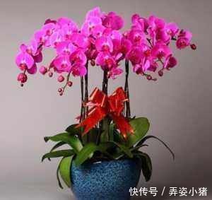 营养物质|5种东西扔盆底,盆土疏松又透气,花卉越长越旺,不烂根