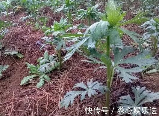 野草|农村长相似洋姜的野草,称“天下第一药”,男性福音,一斤45元