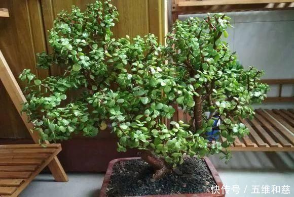植株|想要把金枝玉叶养成漂亮的盆景,这么做就对了
