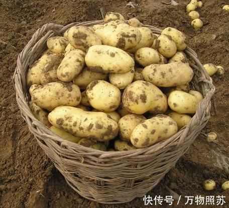 一再提醒土豆千万不能和此物同食,很多人还在“一直犯错”