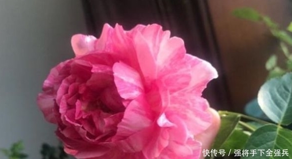  高贵|喜欢养花，不如养盆精品花卉伊芙飞溅，花开红艳，佳韵高贵！