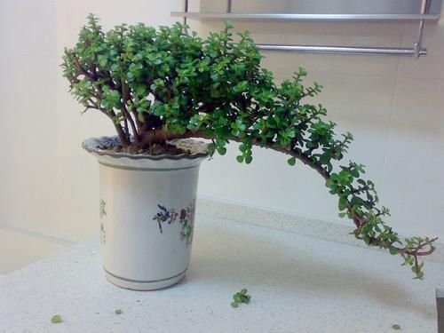 扦插一根枝，修修剪剪，一年长成“悬崖桩”，价值翻几倍