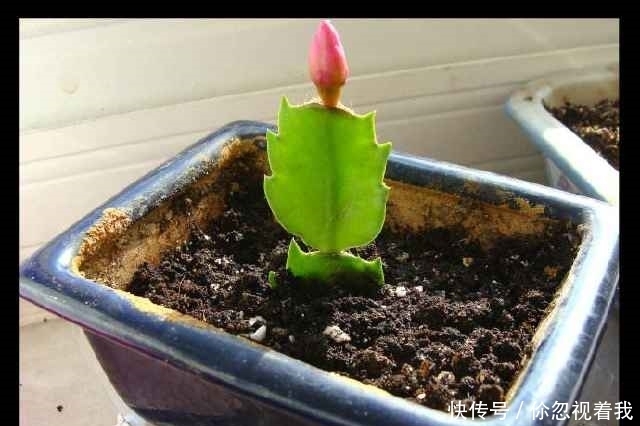 这两种盆栽还要买?摘片叶子,随手一插就能活,送人都送不完!
