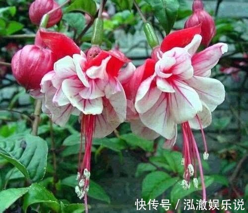 这“花”漂亮,1花有2色,寓意“吉祥安宁”,一年能看花270天