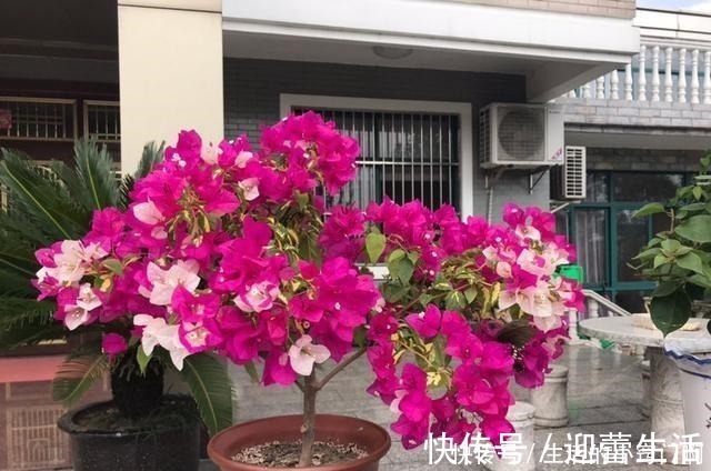 满枝|三角梅不开花，变“刺头”，教你2招拔出刺，满枝全是花球！