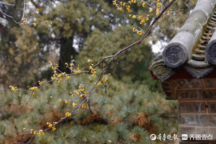 暗香|壹图集｜泰城五处赏梅寻香地盘点，不容错过的暗香涌动