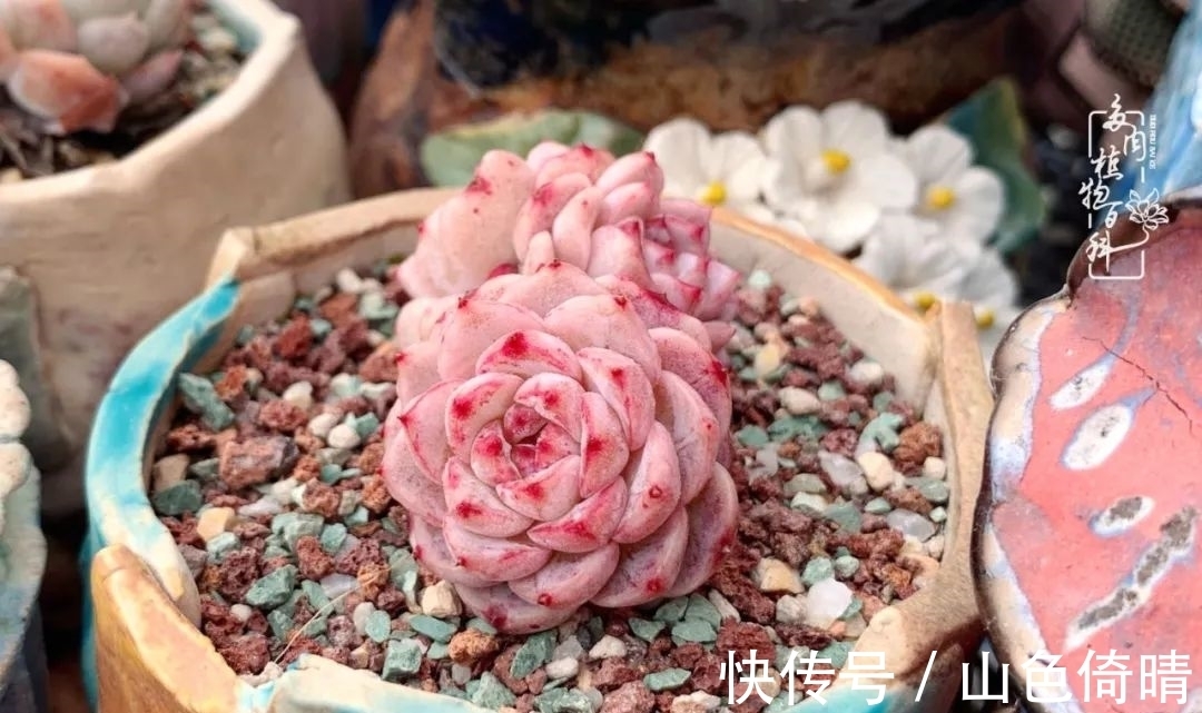 我与多肉植物百科的398天离别又重逢!