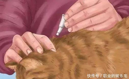 两个月的猫可以带出门吗