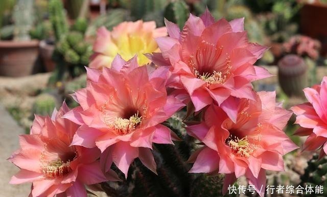 浇水|如果工作太忙没时间，家中养这4种花，基本不用管，开花非常美！