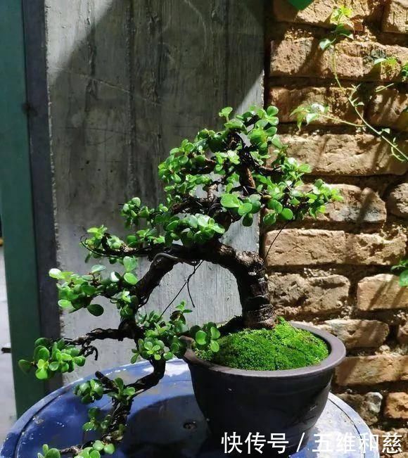 植株|想要把金枝玉叶养成漂亮的盆景,这么做就对了