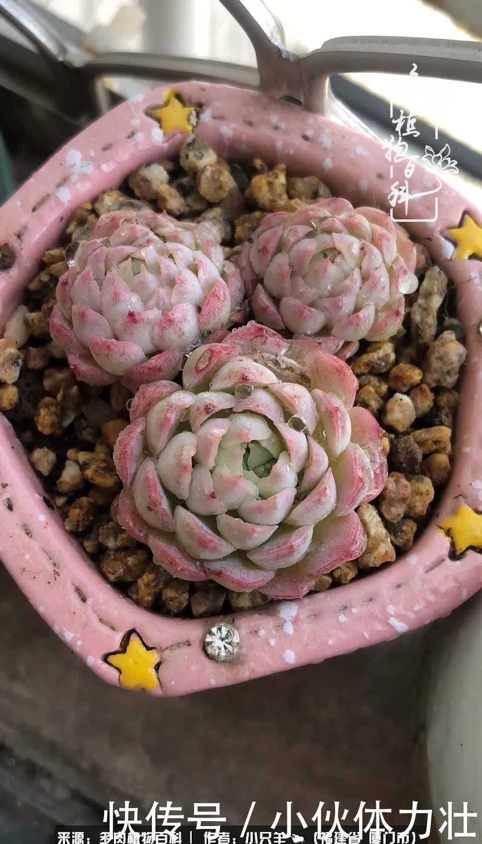 多肉,似星辰大海般的璀璨!