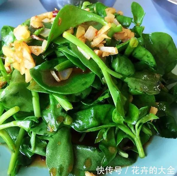 穿心莲|这6种长在地里的“天然青霉素”，隔三差五吃一回，常吃少生病