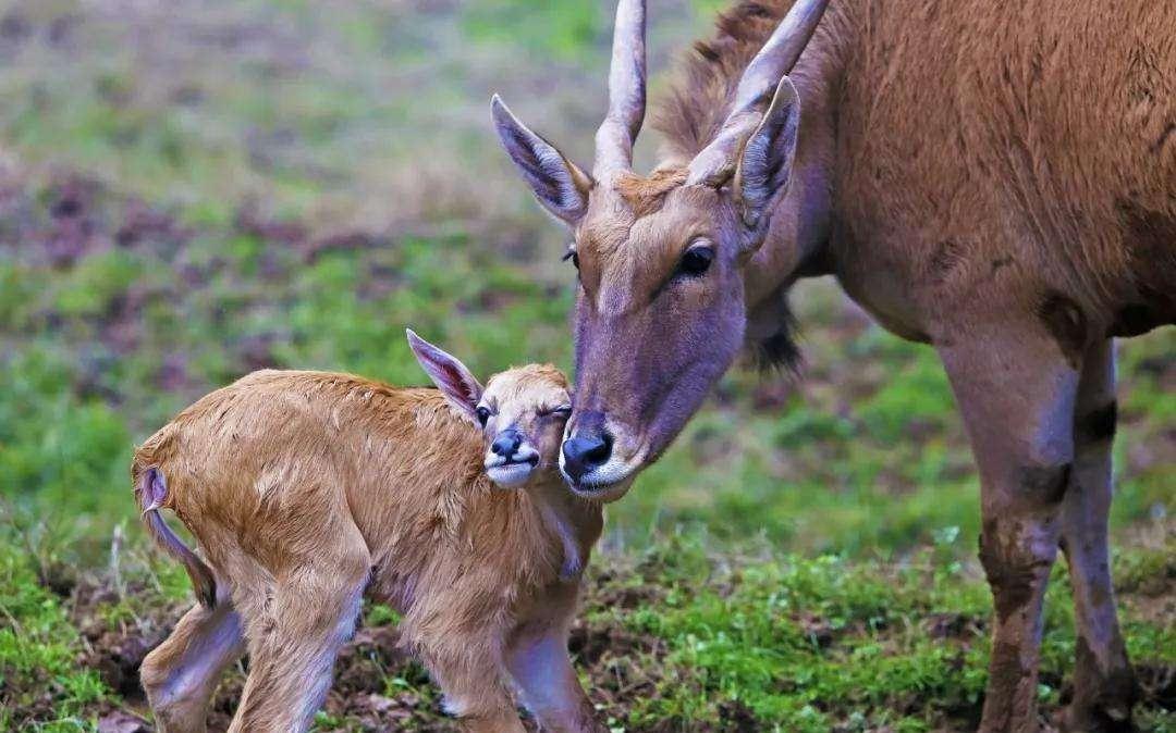 直立人|为什么动物分娩后代那么轻松,人类生孩子却疼得撕心裂肺?