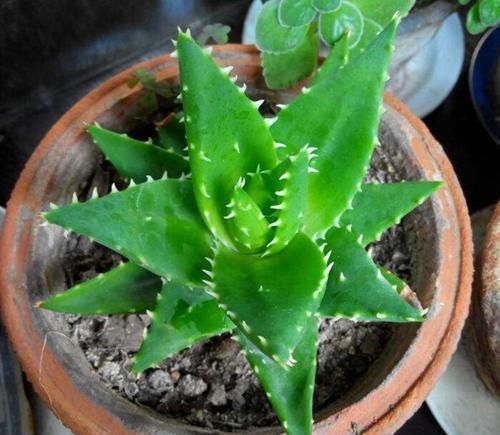 空气|卧室放了2种花,天气再热也不怕失眠,净化空气很干净