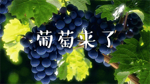 葡萄只用盐和面粉洗，相当于吃虫卵，教你一招，虫卵农药全跑光