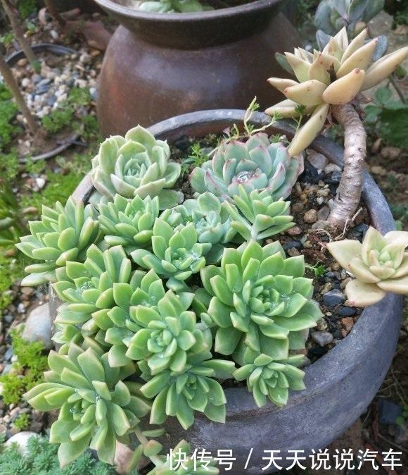 多肉徒长很好解决,照这几种方式来,状态差一点,至少不徒长