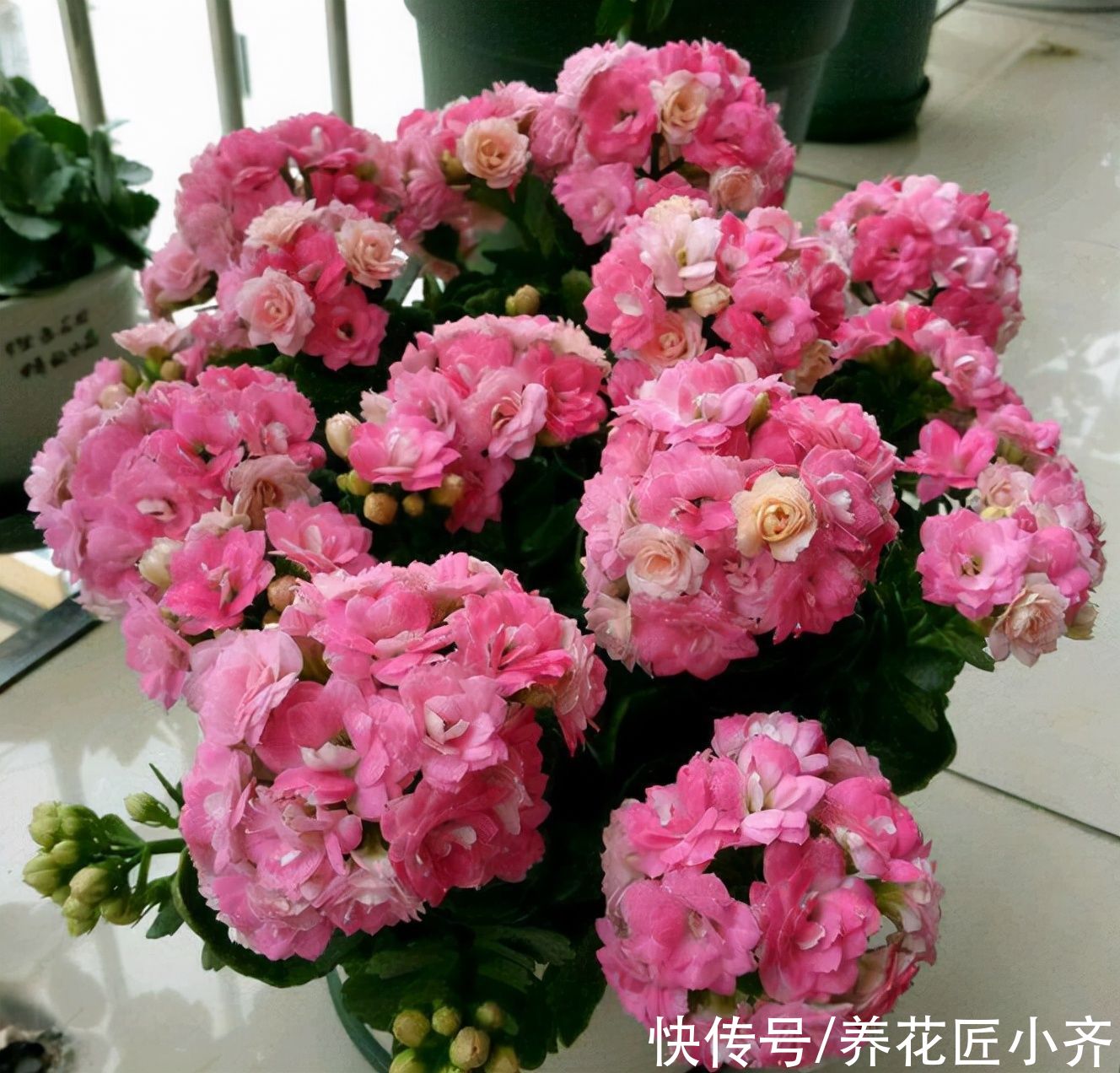 买到长寿花小苗,不要让它开花,做好这几步,让它花量“翻几倍”