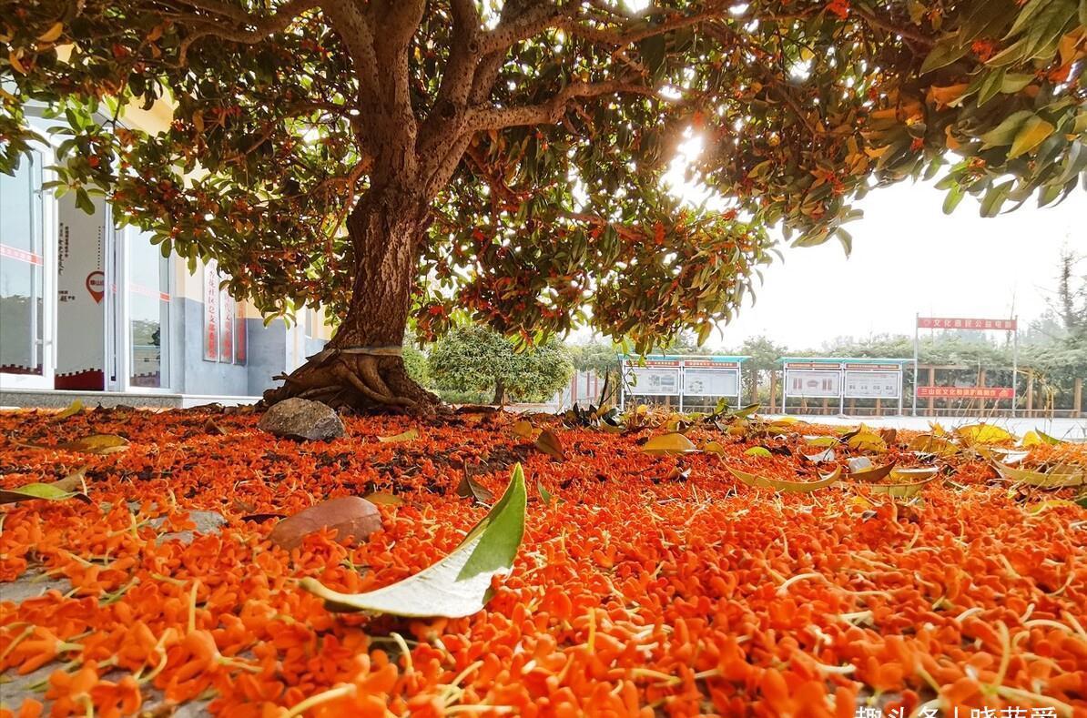 佛手|院子里适合种7种“镇宅树”,随便种一棵,“旺财添福”更旺家