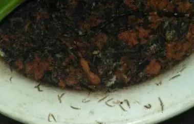 君子兰|养花30年老花匠的5个“小秘方”赶紧学起来再也不怕养花出问题了