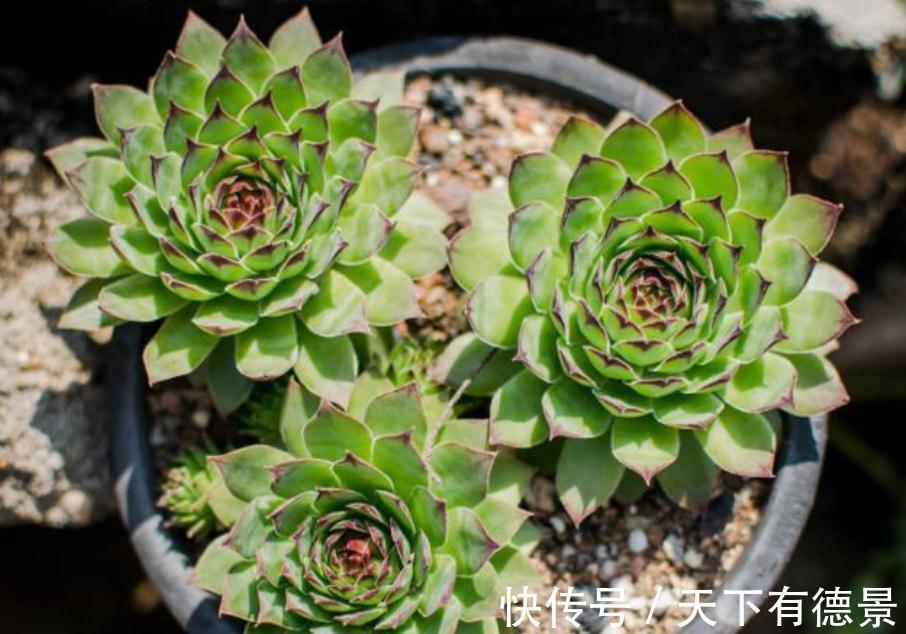 盆栽此款多肉，打理好这些，茎叶长得像莲花，一年四季都在开
