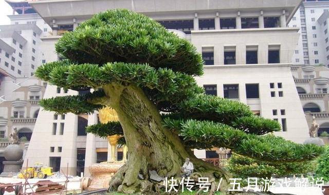 罗汉松|7种树“进宅”,旺财镇宅,延绵百年,家里有地方,一定养一棵