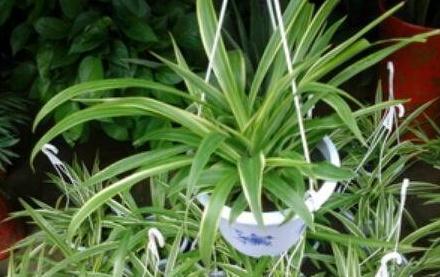 养花配土有讲究,3种花配土此样做,枝叶茂盛开花量大