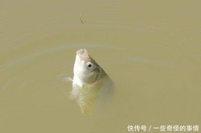 水蚯蚓,长得像红虫,但是比红虫更好用