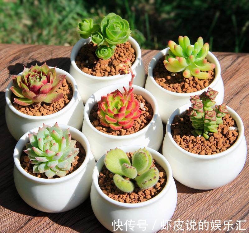 想让多肉健康又漂亮,这8招养成秘籍你千万不能错过