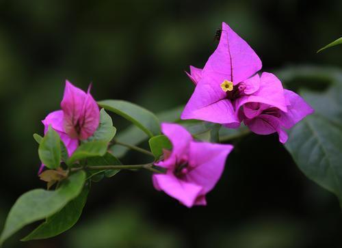 想让三角梅开满盆，这“4点”一定要做好，开花不断