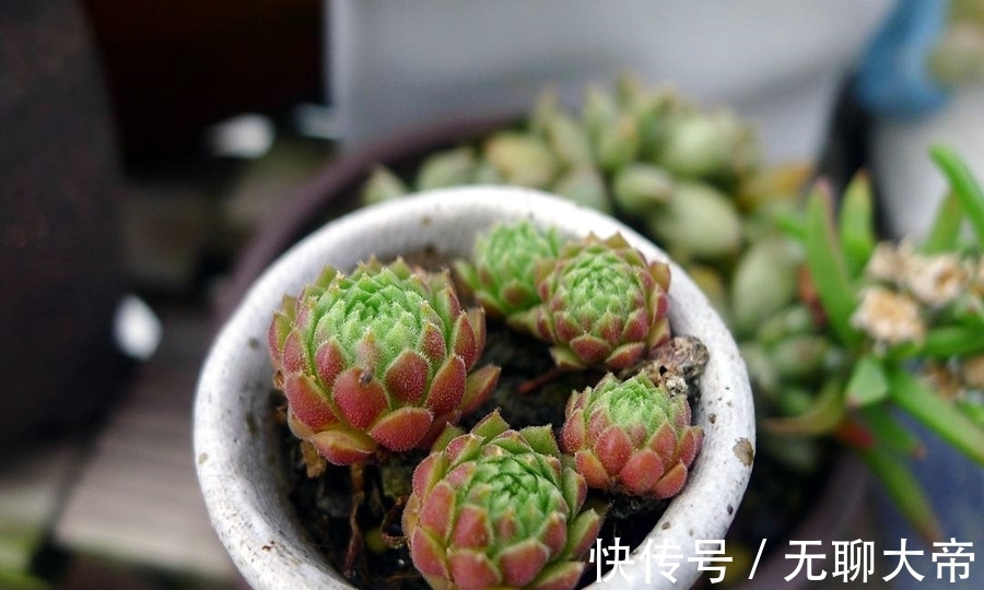 长生草属的多肉,简介紫牡丹、百惠、红勋花、草莓卷娟、观音莲