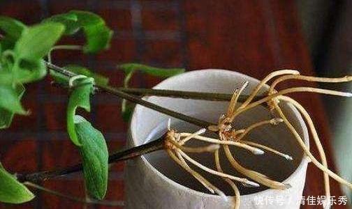 这东西泡水就是“天然生根剂”,埋在盆里也管用,根系越养越粗壮