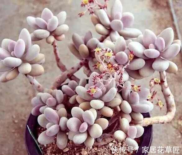 想欣赏枫叶的颜色吗 就养3种多肉植物吧 红的是那么娇艳 粉紫色