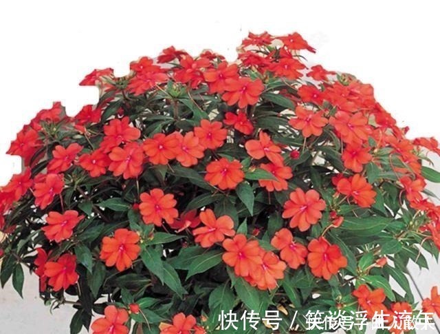 盆栽|比太阳花好看好养的盆栽，高温风雨都不怕，花开满枝，美若花仙！