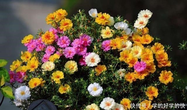 悄悄告诉你，此5种花，掐个叶就生根，懒人都能养开花！