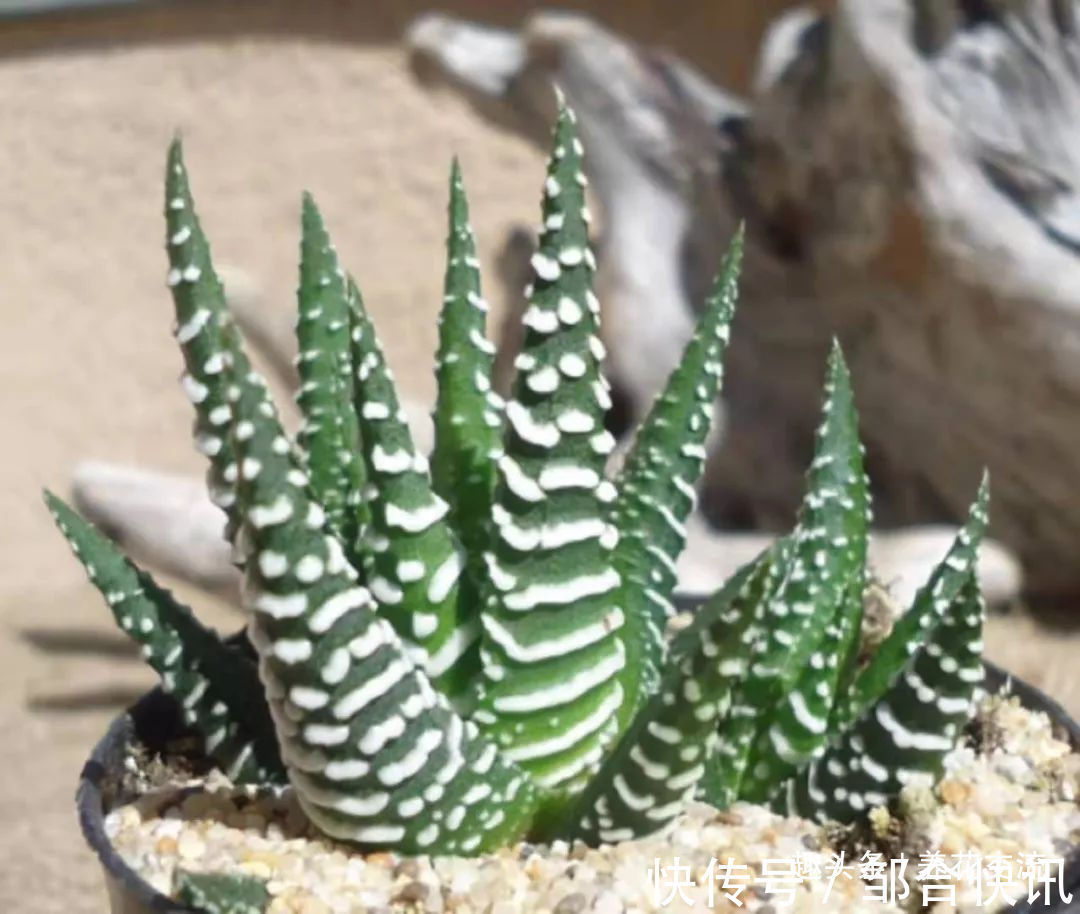 小花|多肉的品种又多又好看,为啥自己总养不活,那是因为没看到这几种