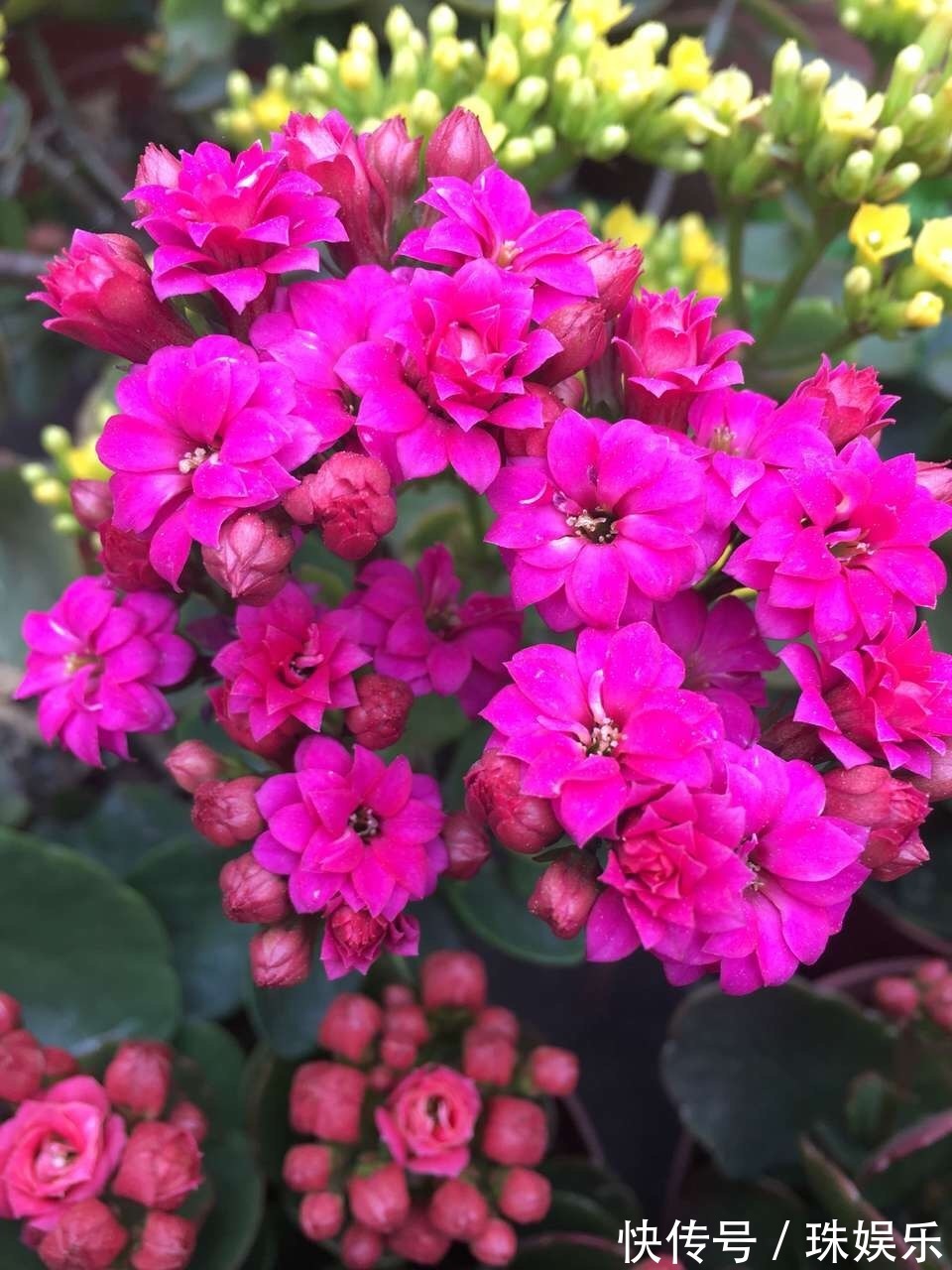 他养花“自制”有机肥,1月只浇“2瓶盖”,效果惊人,花肥不用买