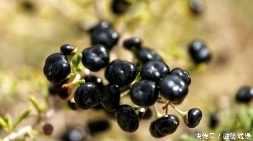 黑枸杞|它曾被称为“软黄金”,一斤卖500元,如今价格跌落仍无人问津